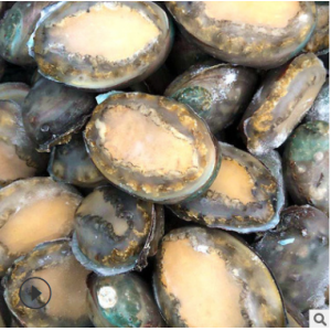 鲍鱼海鲜批发一手货源 6头-12头 冷冻即食鲍鱼活冻贝类海鲜厂家