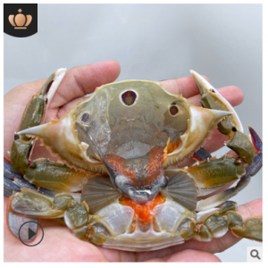 渔虾蟹 三眼蟹 螃蟹海蟹活蟹速冻冰鲜海鲜蟹香煎梭子蟹手机实拍图